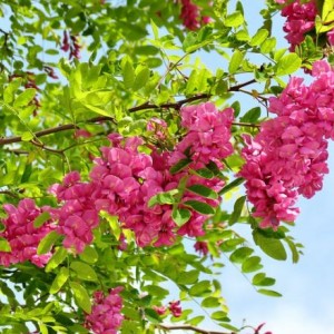 Саженец акации розовой (Робиния) Новомексиканской (Neo-mexicana)