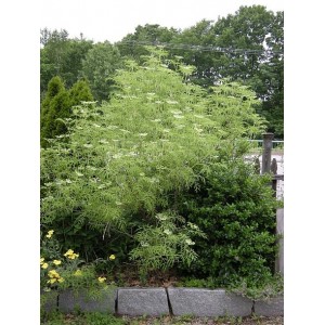 Саженец бузины чёрной Лициниата (Laciniata)