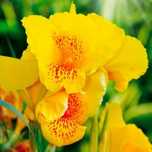 Клубень Канны Йеллоу Хамберт