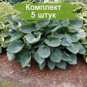 Саженцы хосты Элеганс ( Elegans) -  комплект 5 шт.