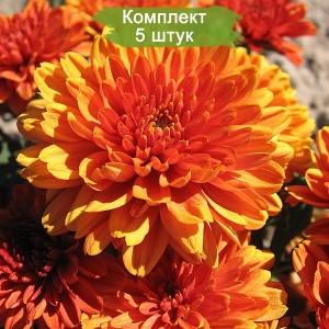 Саженцы хризантемы оранжевой  мультифлоры Арес Бронз  (Ares Bronz) -  комплект 5 шт.