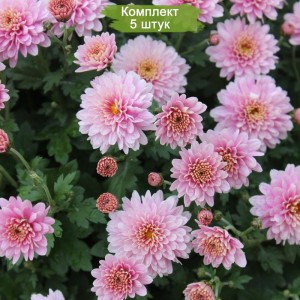 Саженцы розовой хризантемы мультифлоры Сея Роуз -  комплект 5 шт.