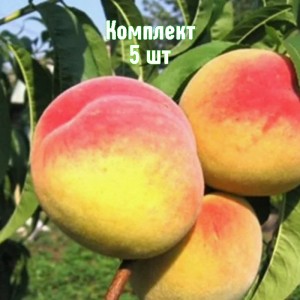 Комплект 5шт / Персик Хадуссамат жёлтый