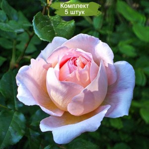 Саженцы шраб розы Александр Пушкин (Alexandre Pouchkine) -  комплект 5 шт.
