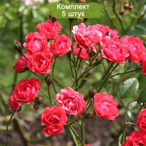 Саженцы полиантовой розы Оранж Триумф (Orange Triumph ) -  комплект 5 шт.