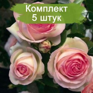 Саженцы плетистой розы Пьер де Ронсар (Pierre De Ronsard) -  комплект 5 шт.