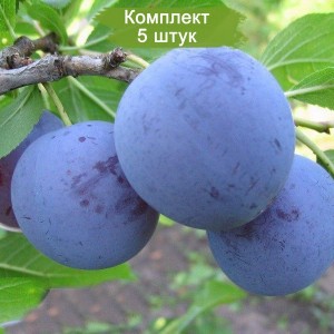 Саженцы поздней фиолетовой сливы Блю фри (Blue Free) -  комплект 5 шт.