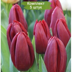 Луковицы тюльпана Стронг Лав (Strong Love)  -  комплект 5 шт.