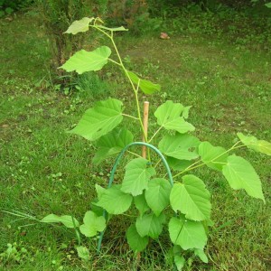 Саженец липы Кавказской до 20 см