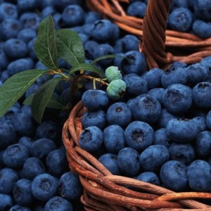 Саженец голубики Блюкроп (Bluecrop)