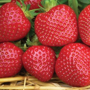 Саженец ремонтантной клубники Королева (Ранняя)