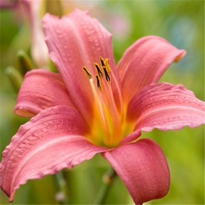 Саженец лилейника Пинк Дамаск (Pink Damask)