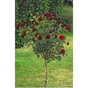 Саженец штамбовой розы Блэк Баккара (Black Baccara)