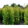 Саженец Туи западной Brabant-NB