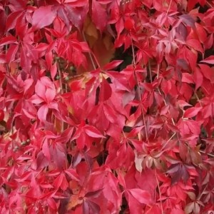 Саженец декоративного винограда (девичьего винограда) Энгельмана