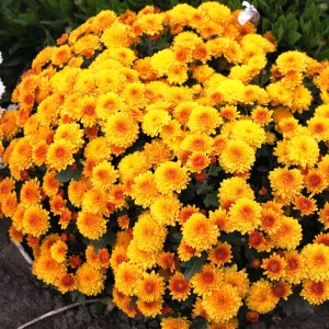 Саженец хризантемы мультифлора Элиса (Elisa) (Желтая )