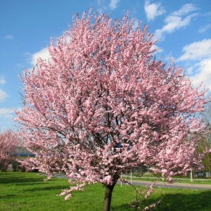 Саженец писсарди (декоративной сливы) Ранней